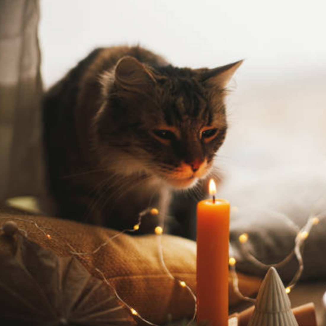 Flameless Candles: The Ideal Option for Pet-Friendly Homes